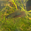 Wild Smaragdina Guitar Female Betta G01 Live Fish betta