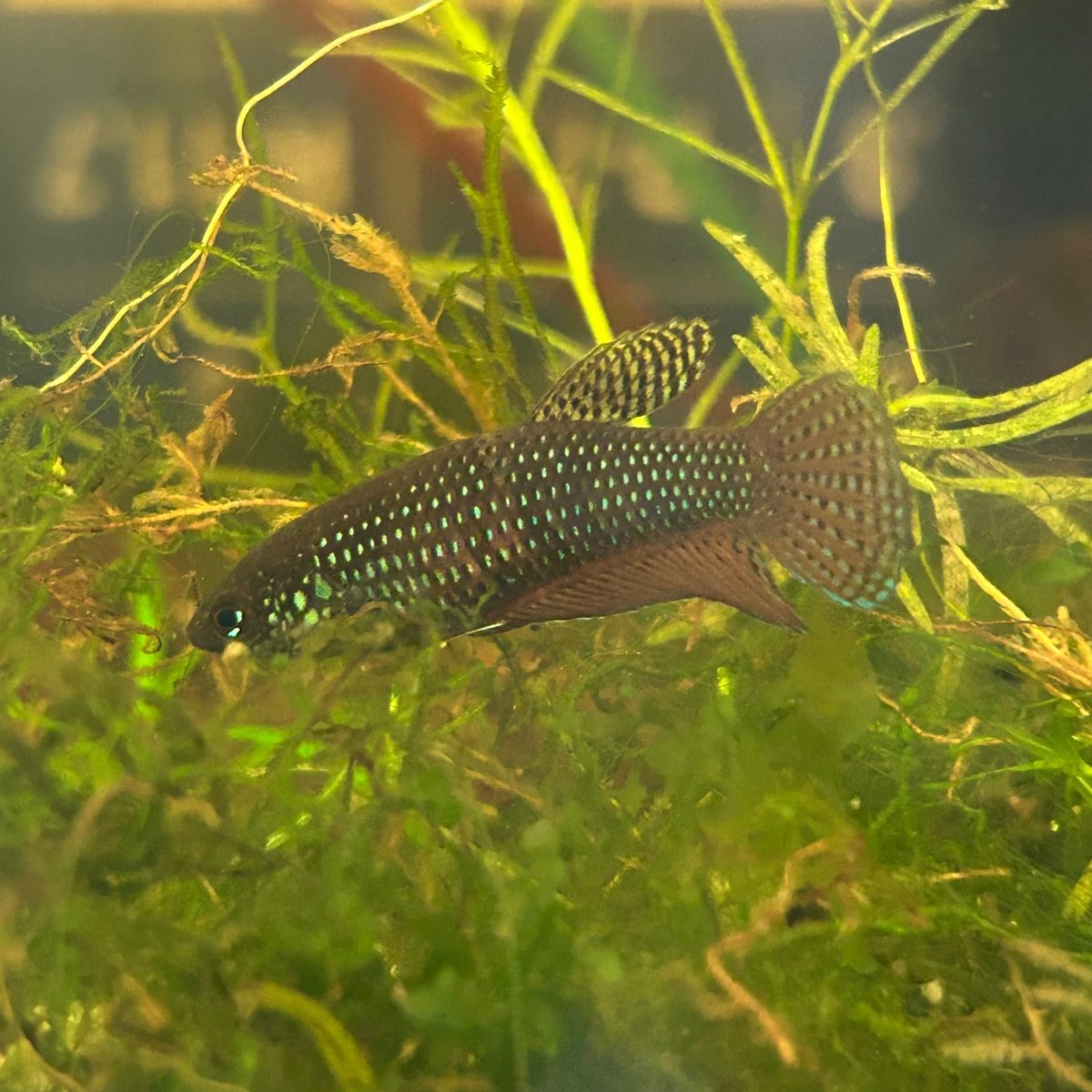 Wild Smaragdina Guitar Female Betta #G01
