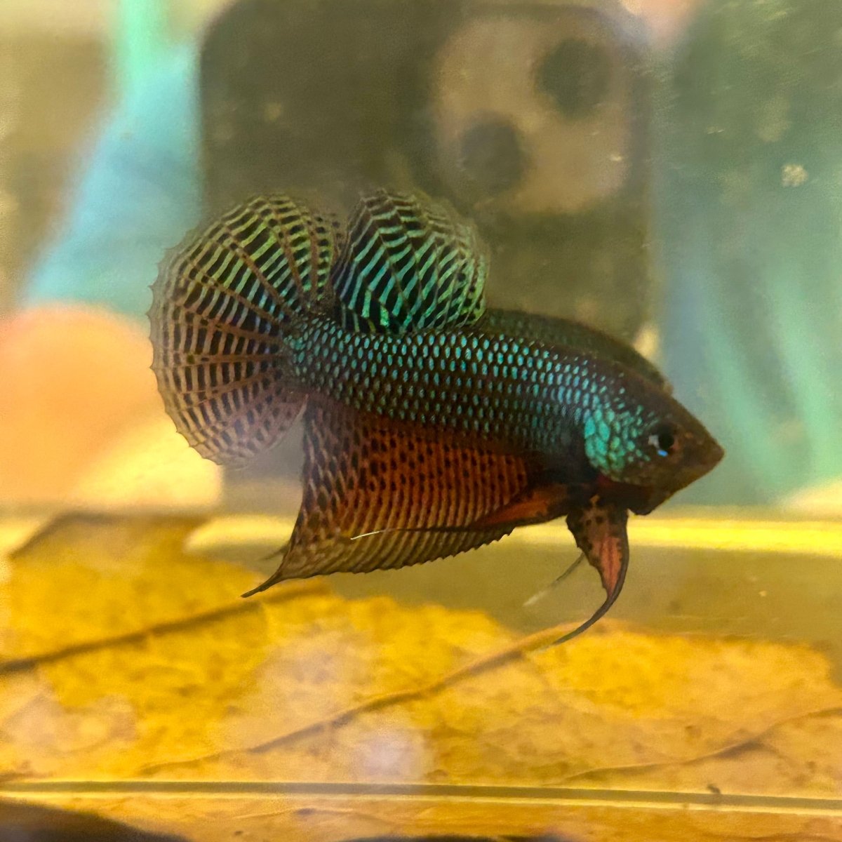 Wild Smaragdina Guitar Male Betta M103