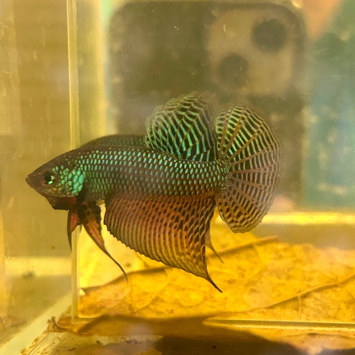 Wild Smaragdina Guitar Male Betta M103