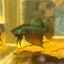 Wild Smaragdina Guitar Male Betta M103