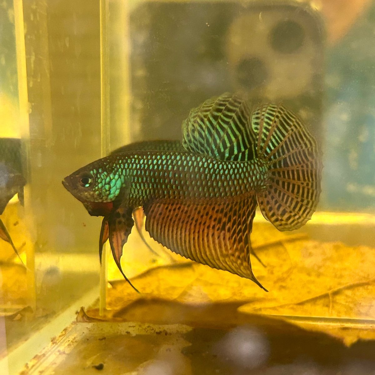 Wild Smaragdina Guitar Male Betta M103