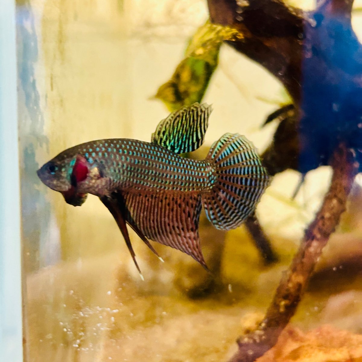 Wild Smaragdina Guitar Male Betta #M110