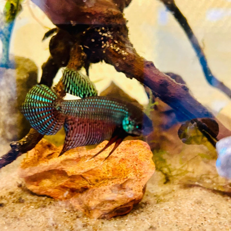 Wild Smaragdina Guitar Male Betta M110