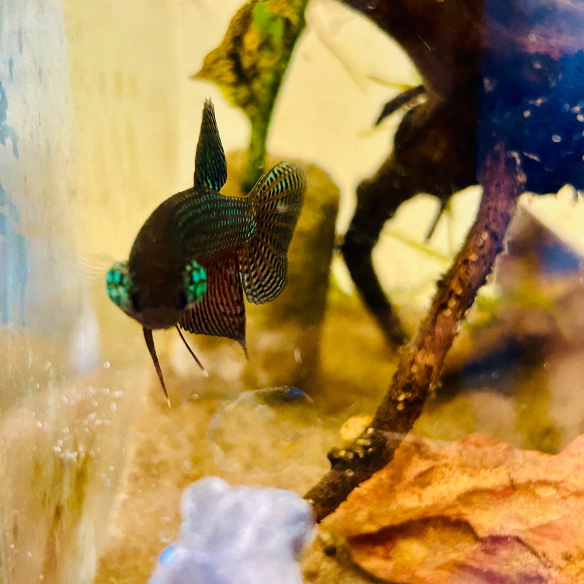 Wild Smaragdina Guitar Male Betta #M110