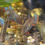 Wild Type Imbellis - Female Betta 001
