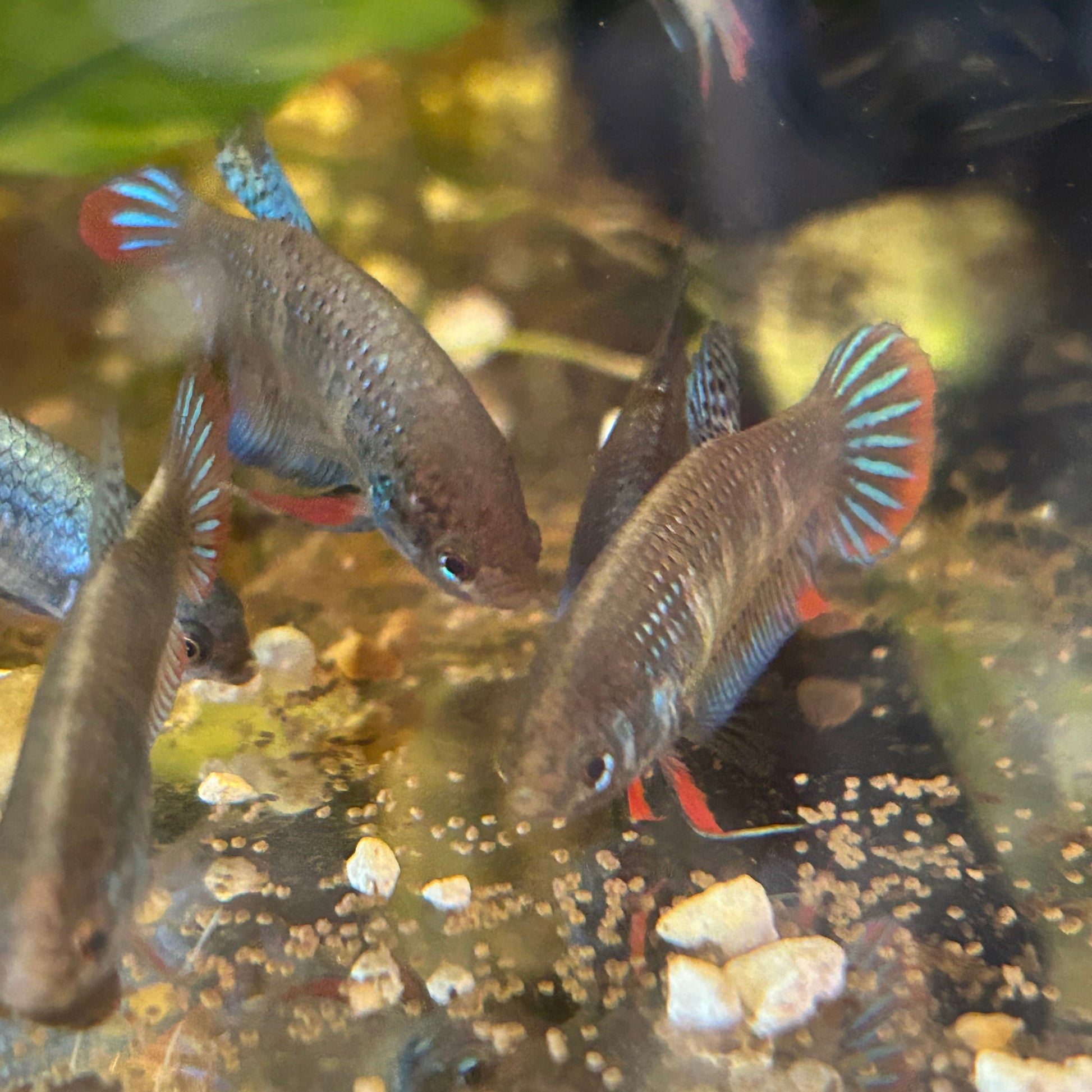 Wild Type Imbellis - Female Betta 001