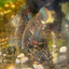 Wild Type Imbellis - Female Betta 001