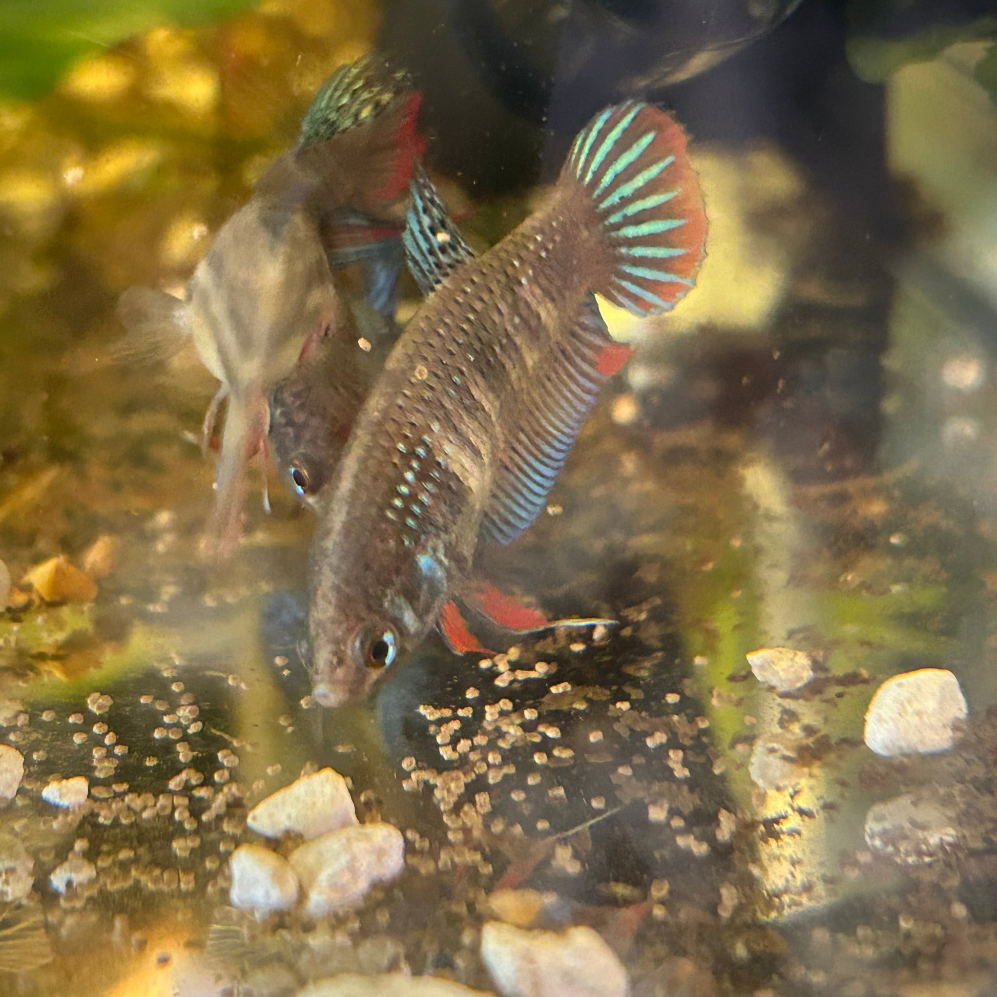 Wild Type Imbellis - Female Betta 001