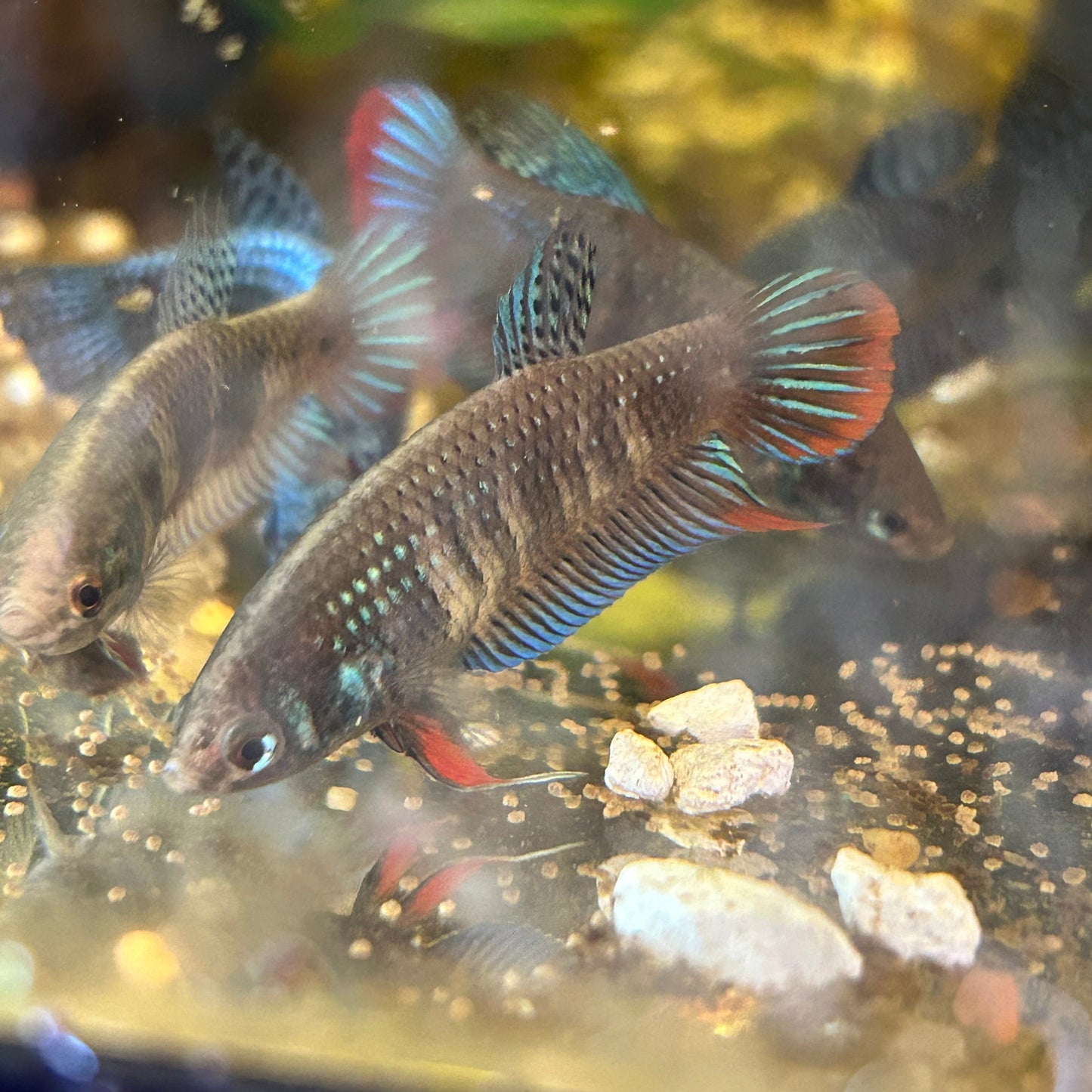 Wild Type Imbellis - Female Betta 001