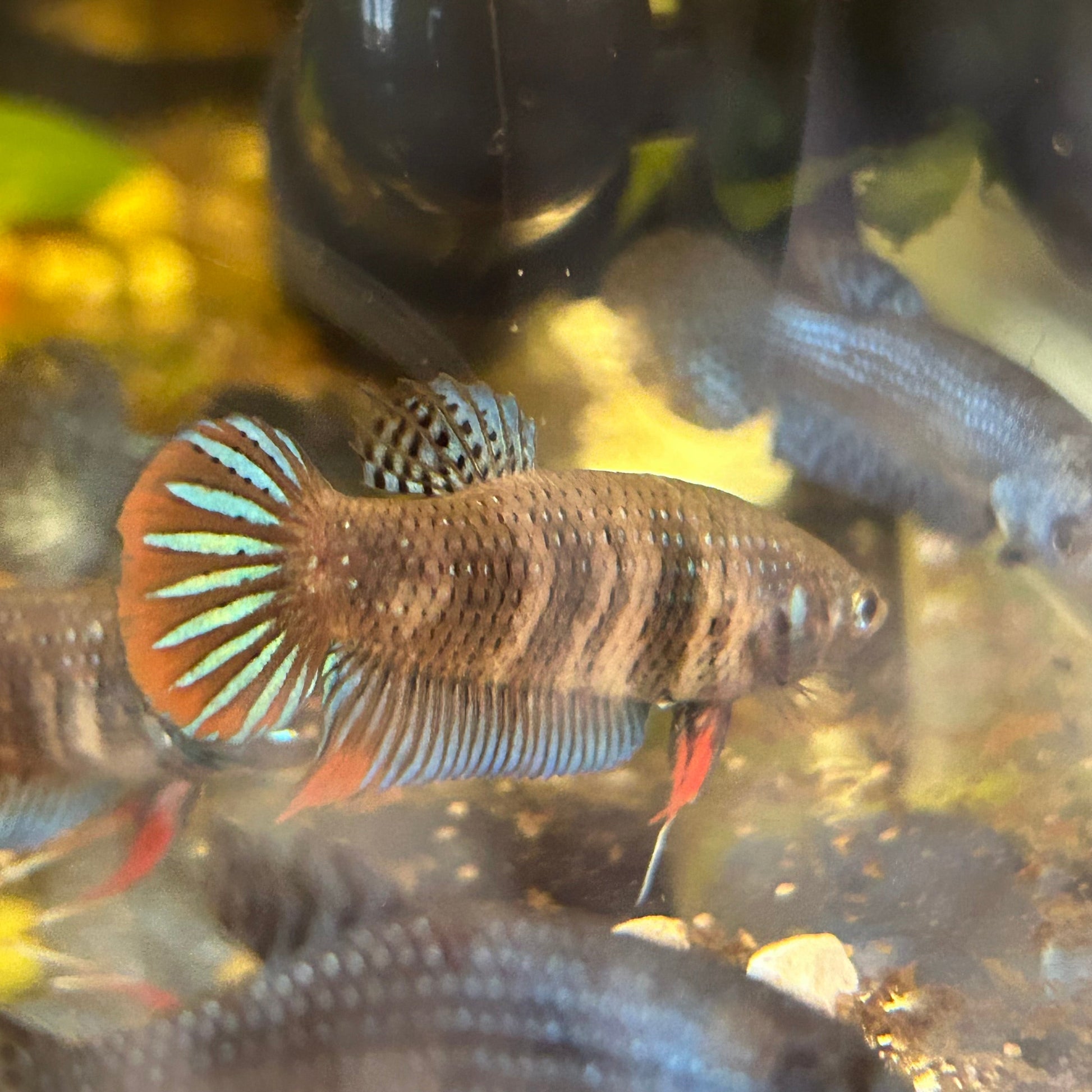 Wild Type Imbellis - Female Betta 001