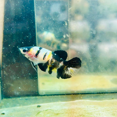 Yellow Bumble Bee Koi Female Betta 024 Female betta