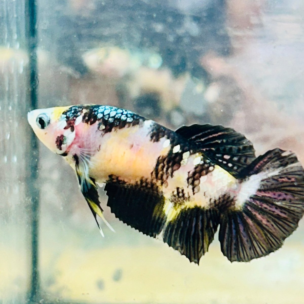 Yellow Bumble Bee Koi Female Betta 158 Female betta