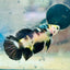Yellow Bumble Bee Koi Female Betta 158 Female betta