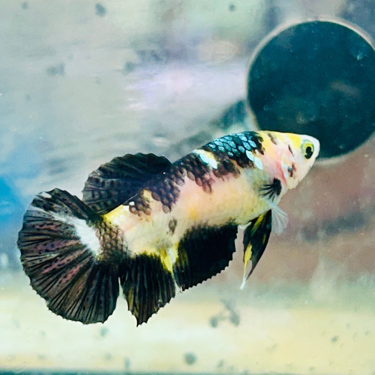 Yellow Bumble Bee Koi Female Betta 158 Female betta