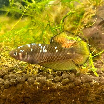 Yellow Copper Copper Plakat - Female Betta UNS - 20