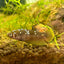 Yellow Copper Copper Plakat - Female Betta UNS - 20