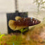 Yellow Copper Copper Plakat - Female Betta UNS - 20