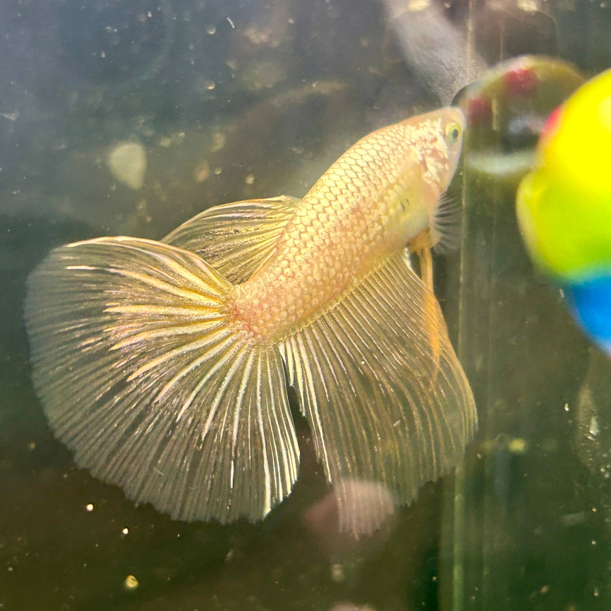 Yellow Dragon Halfmoon - Male Betta