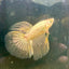 Yellow Dragon Halfmoon - Male Betta