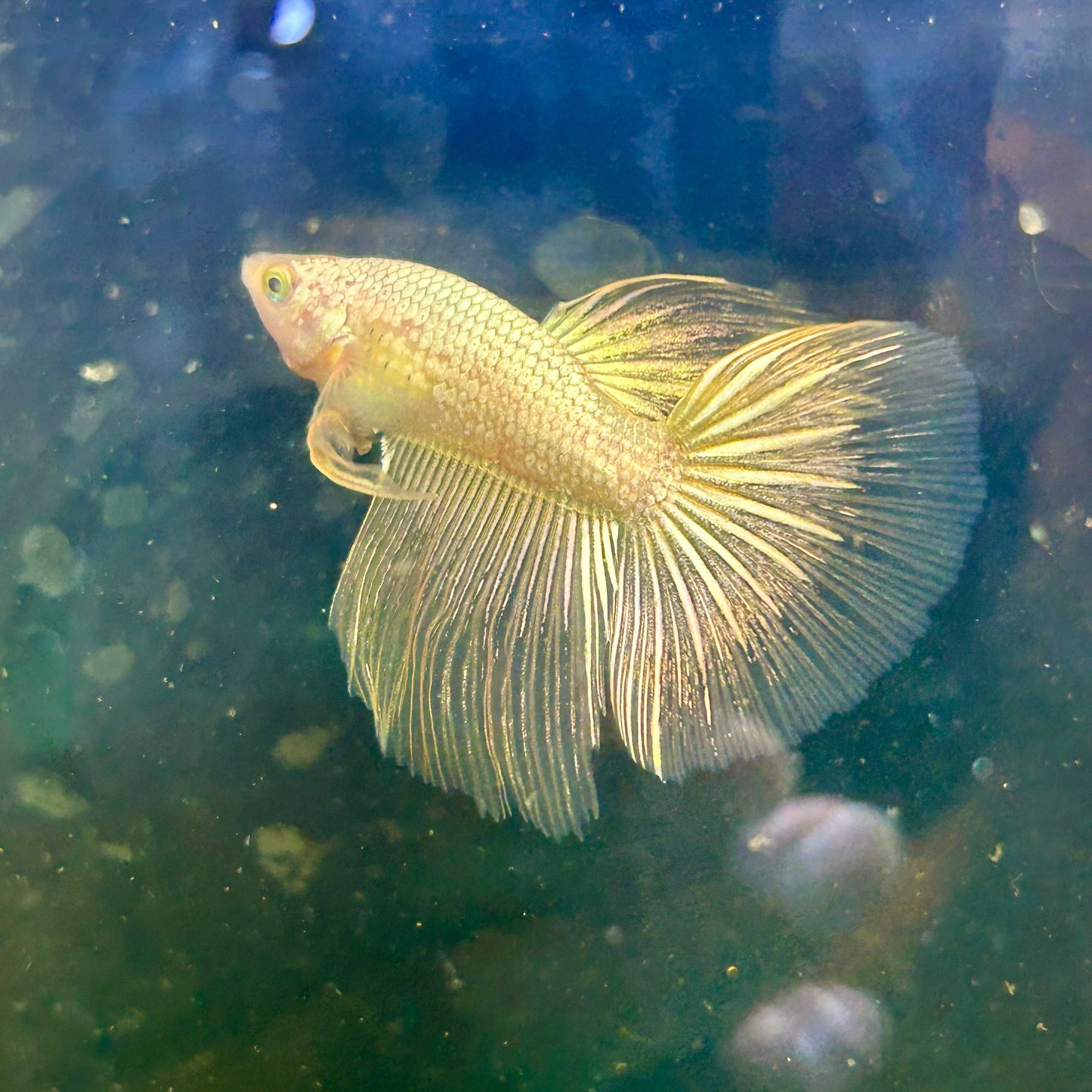 Yellow Dragon Halfmoon - Male Betta