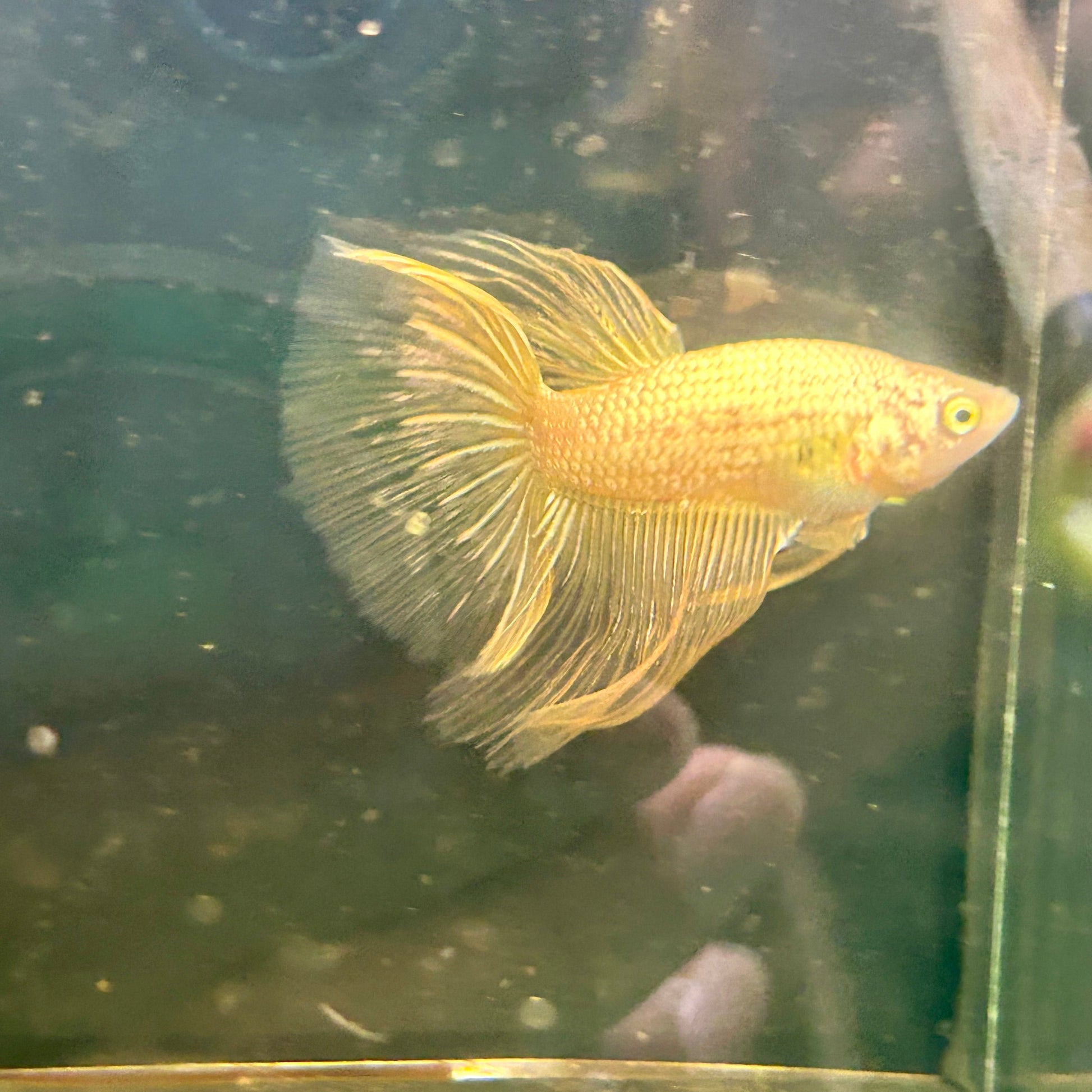 Yellow Dragon Halfmoon - Male Betta