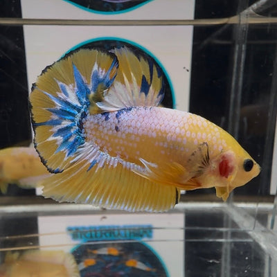 Yellow Fancy Copper A24 Plakat - Male Betta