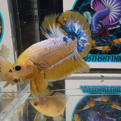 Yellow Fancy Copper A24 Plakat - Male Betta