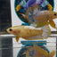 Yellow Fancy Copper A60 Plakat - Female Betta