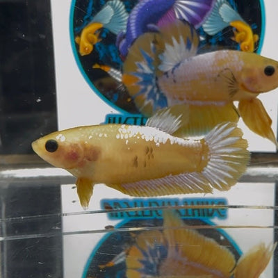 Yellow Fancy Copper A60 Plakat - Female Betta
