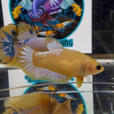 Yellow Fancy Copper A60 Plakat - Female Betta