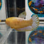 Yellow Fancy Copper A60 Plakat - Female Betta