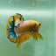 Yellow Fancy Copper Plakat - Male Betta A24