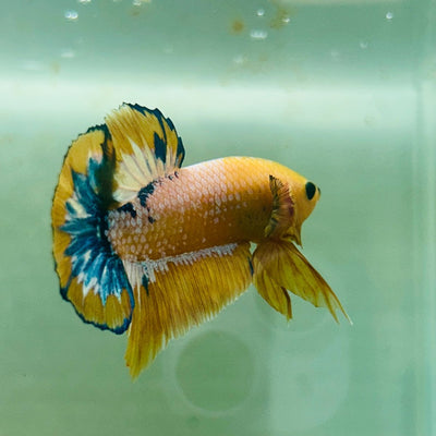 Yellow Fancy Copper Plakat - Male Betta A24