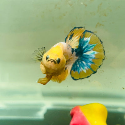 Yellow Fancy Copper Plakat - Male Betta A24