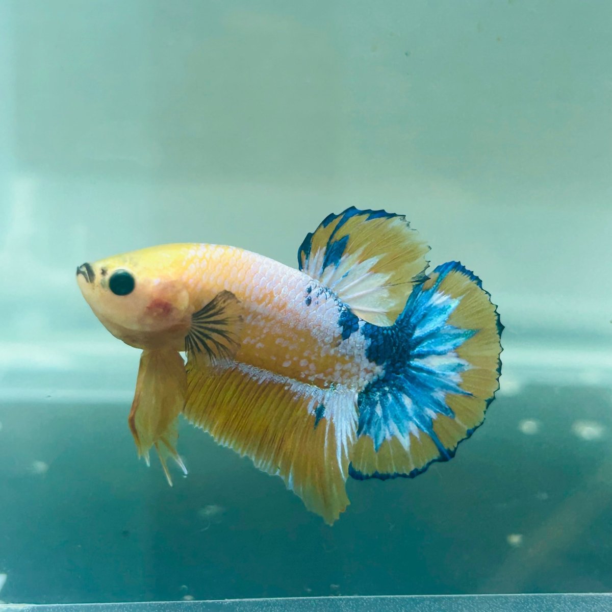 Yellow Fancy Copper Plakat - Male Betta A24