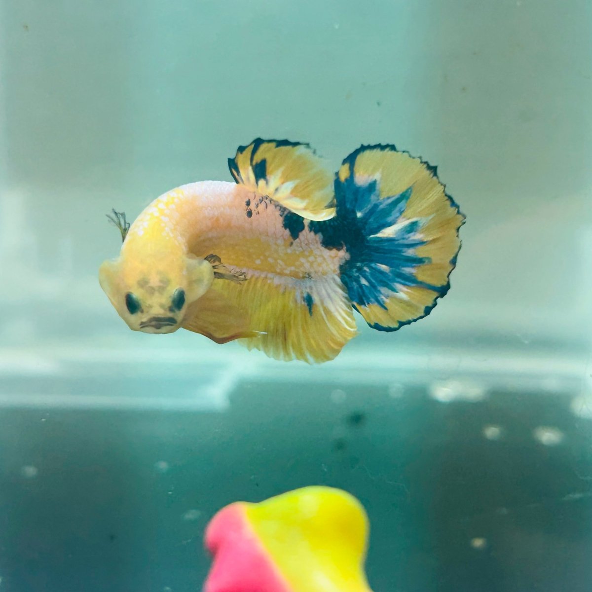 Yellow Fancy Copper Plakat - Male Betta A24