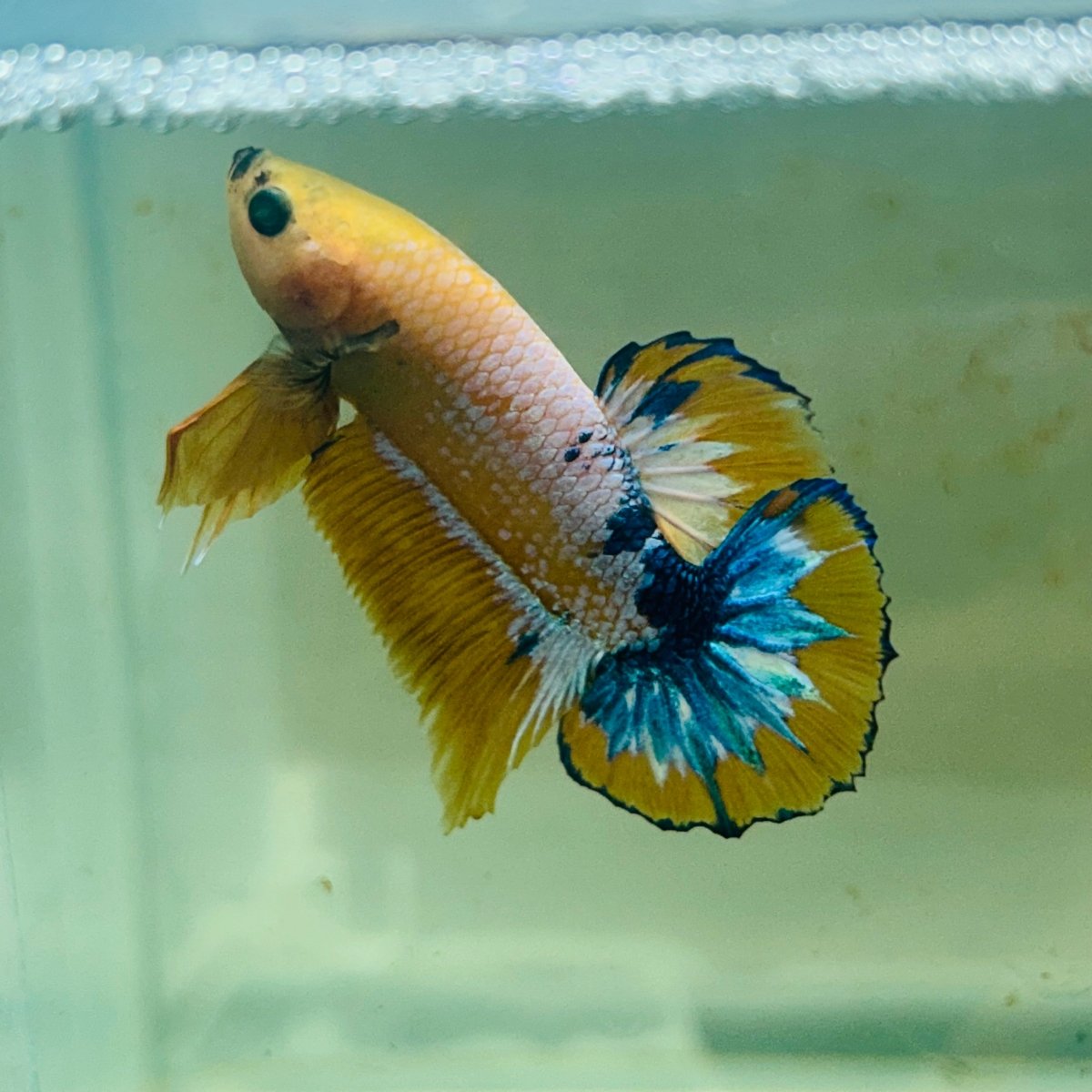 Yellow Fancy Copper Plakat - Male Betta A24