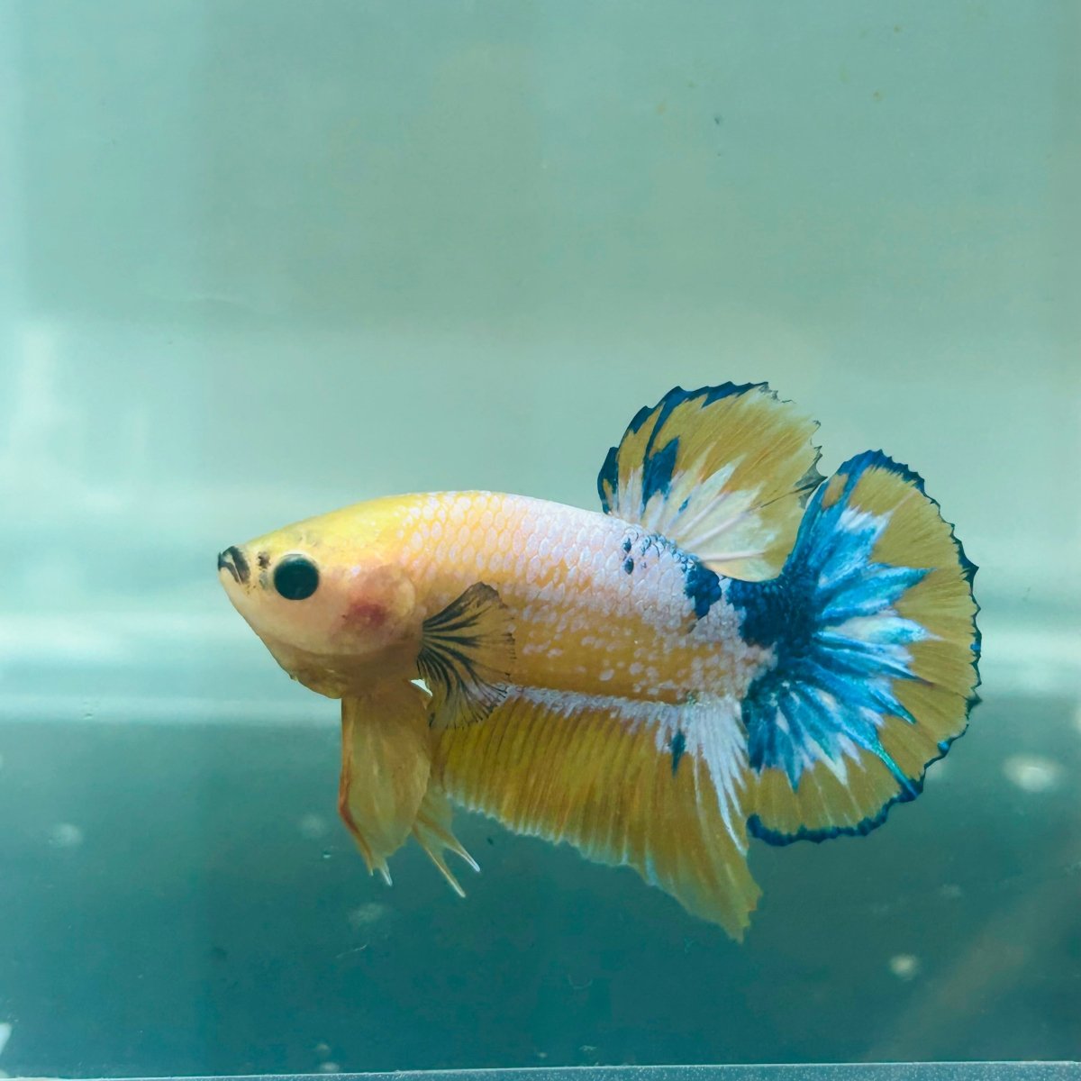 Yellow Fancy Copper Plakat - Male Betta A24