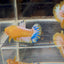 Yellow Fancy Copper Star A04 Plakat - Female Betta