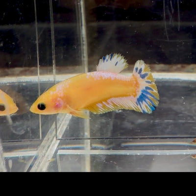 Yellow Fancy Copper Star A04 Plakat - Female Betta