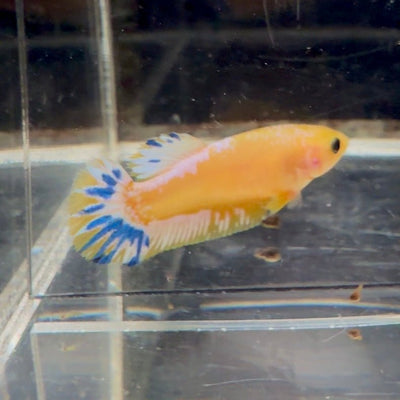Yellow Fancy Copper Star A04 Plakat - Female Betta