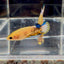 Yellow Fancy Copper Star A05 Plakat - Female Betta