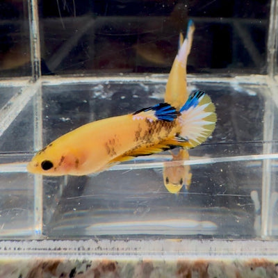 Yellow Fancy Copper Star A05 Plakat - Female Betta