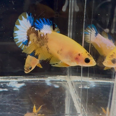 Yellow Fancy Copper Star A05 Plakat - Female Betta