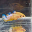 Yellow Fancy Copper Star A06 Plakat - Female Betta