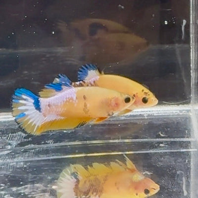 Yellow Fancy Copper Star A06 Plakat - Female Betta