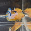 Yellow Fancy Copper Star A06 Plakat - Female Betta
