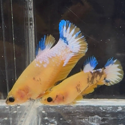 Yellow Fancy Copper Star A06 Plakat - Female Betta