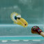Yellow Fancy Copper Star S10 Plakat - Male Betta